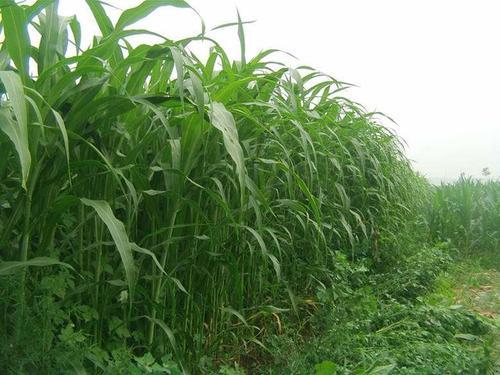 墨西哥玉米草有這些優(yōu)勢，你懂嗎