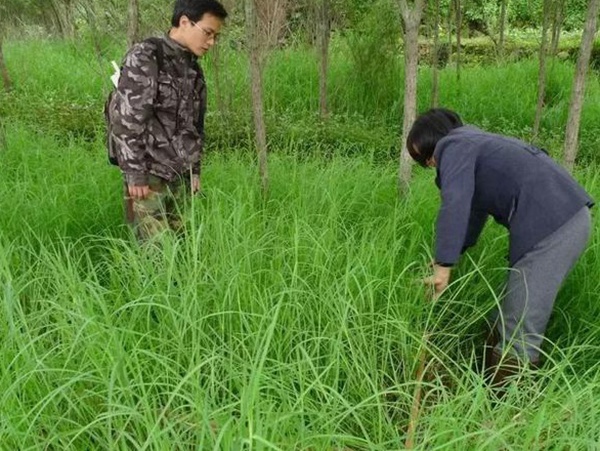 不同氣候地區(qū)怎么選擇綠化草種？有什么好的方法？