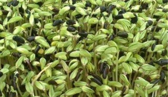 黑豆怎么樣種植？如何提高黑豆高產(chǎn)量？