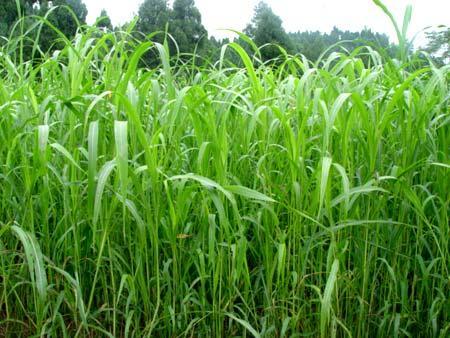 優(yōu)質的牧草——蘇丹草，怎么種植可以高產(chǎn)