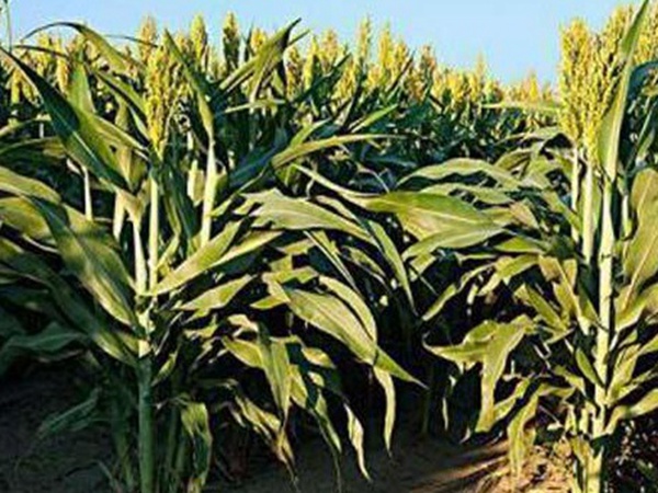 黑小麥批發(fā)價(jià)格多少錢一斤？黑小麥種植方法是什么？