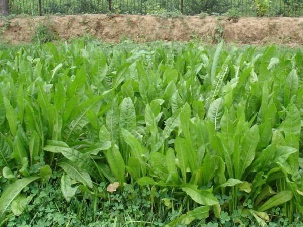魯梅克斯牧草的優(yōu)缺點都有哪些？需要了解啥？