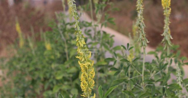 豬屎豆種植技術(shù)說明，什么時(shí)候種植最佳？