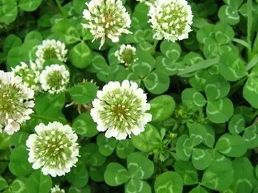 白三葉除草最強技術(shù)有哪些？