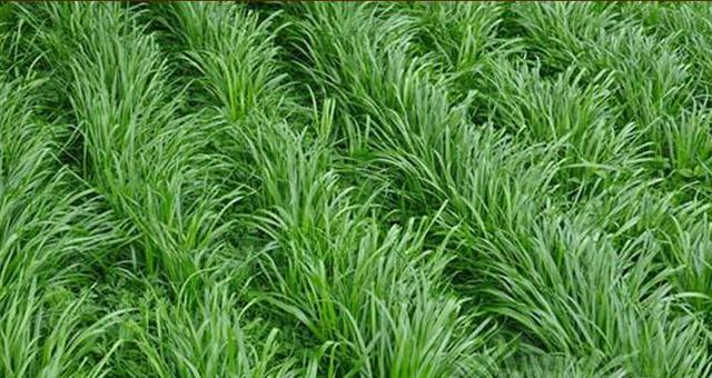 優(yōu)質(zhì)高產(chǎn)牧草，冬牧70黑麥草種植時間