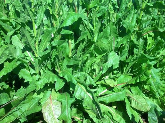 菊苣的主要價值及種植技術(shù)介紹