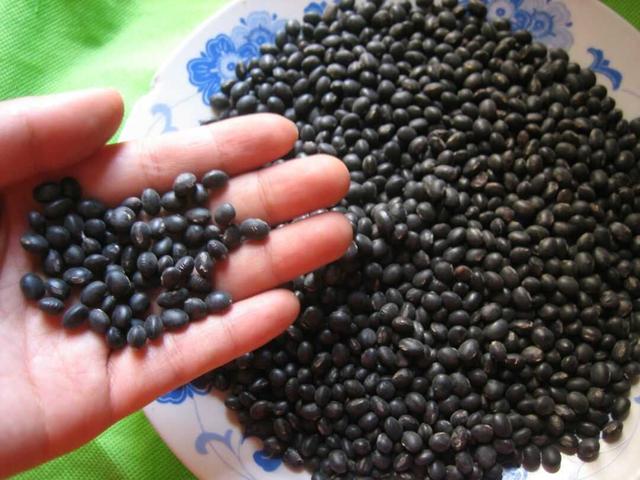 黑豆種植方法有哪些？什么時候播種比較合適？