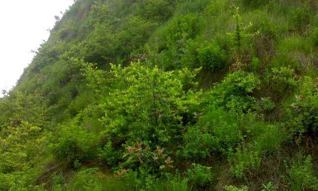 豬屎豆種植技術(shù)說明，什么時(shí)候種植最佳？