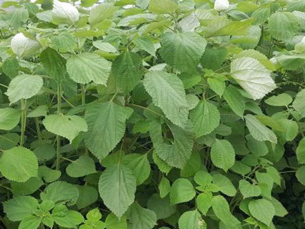 牧草養(yǎng)豬技術有什么需要注意的，牧草種植方法有哪些？