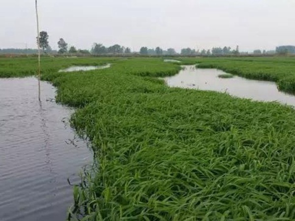小米草怎么樣才能提高小龍蝦養(yǎng)殖效益？小米草種植怎么管理比較合適？