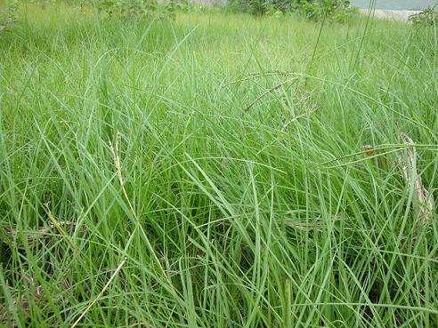 百喜草如何種植，種植方法是什么？