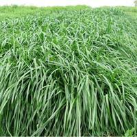 秋冬季節(jié)適合養(yǎng)殖種牧草嗎？種植什么牧草比較好？