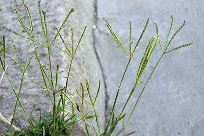 路邊最常見(jiàn)的雜草叫什么？狗牙根要這樣防治