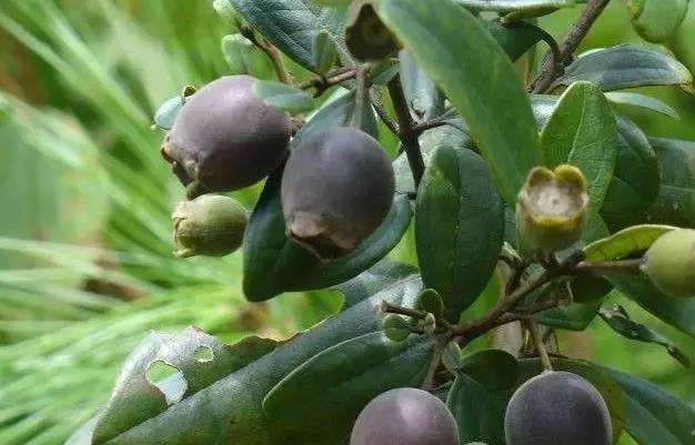 桃金娘可以人工種植嗎？桃金娘種植方法是什么？