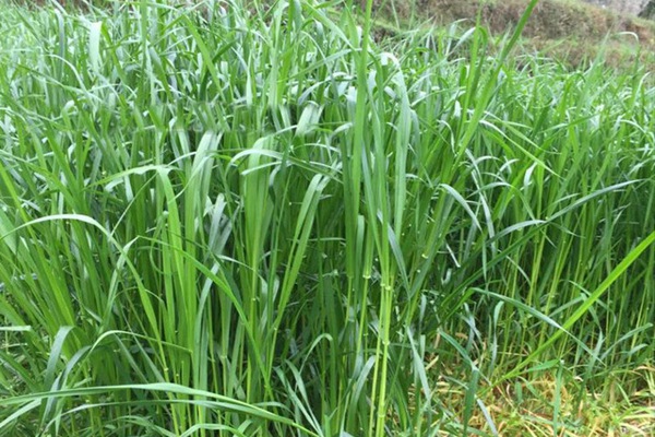 一年生黑麥草牧草種子適應(yīng)性強(qiáng)，易種植、產(chǎn)量高