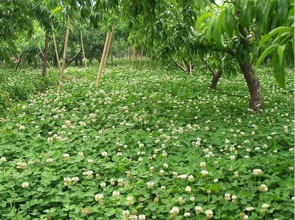 白三葉的種植技術(shù)，什么時候種植比較合適