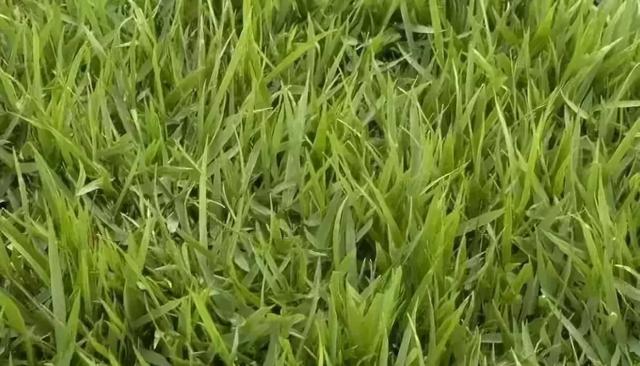 花園草坪的種植方法與養(yǎng)護(hù)管理經(jīng)驗(yàn)