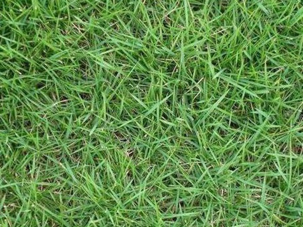 哪個公司有賣百慕大種子？種植后幾天可以發(fā)芽？