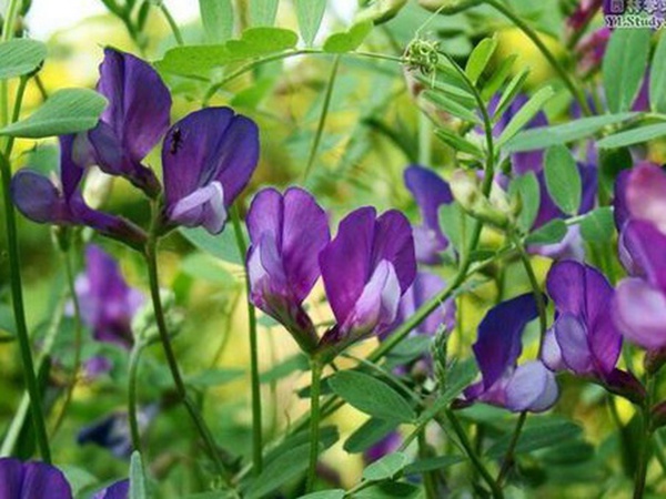 “牧草之王”紫花苜蓿怎么種植比較好，什么時候能種植比較合適？