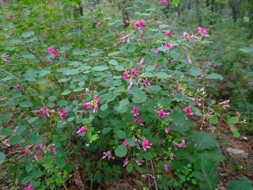 胡枝子的種植技術(shù)介紹，什么時(shí)候播種最佳？