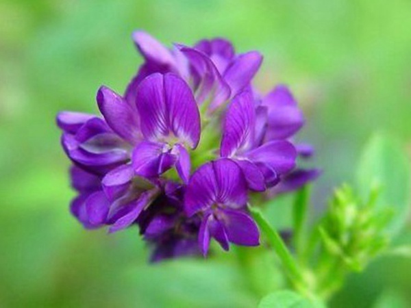 “牧草之王”紫花苜蓿怎么種植比較好，什么時候能種植比較合適？