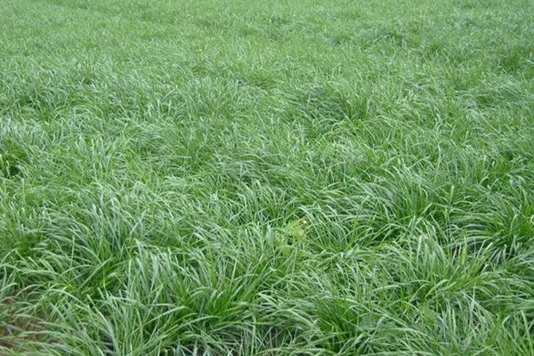 一年生黑麥草牧草種子適應(yīng)性強(qiáng)，易種植、產(chǎn)量高