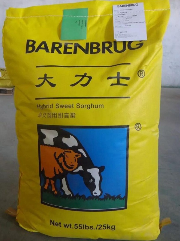 飼用甜高粱“大力士”助您脫貧攻堅(jiān)！甜高粱牧草種子特性