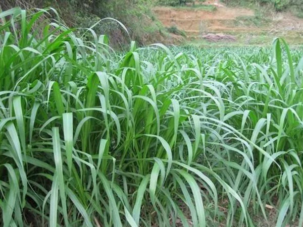 皇竹草種植方法？多少度下適合播種？