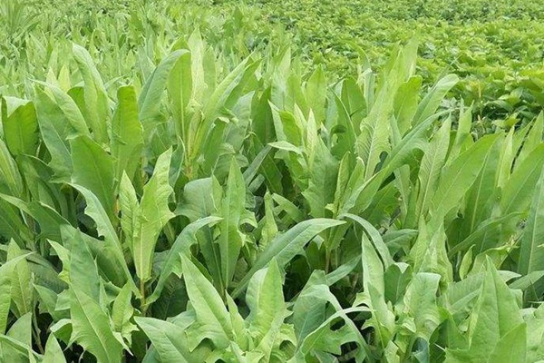 苦荬菜種子怎么進(jìn)行種植比較好？