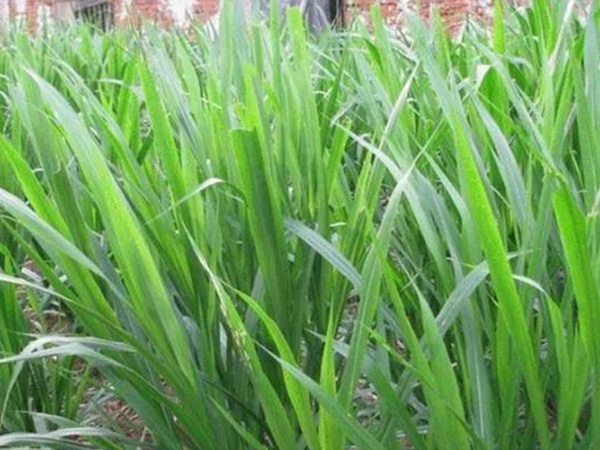 象草是一種高價值的飼料，種植栽培方法是什么