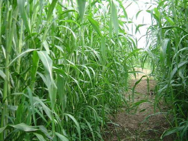 種植牧草需要注意的地方有很多，需要注意什么？
