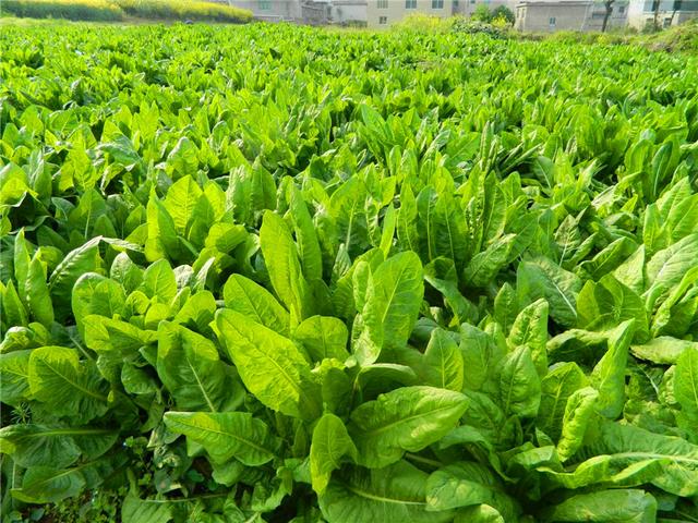 菊苣的主要價值及種植技術(shù)介紹