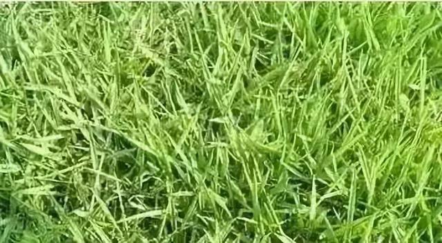 花園草坪的種植方法與養(yǎng)護(hù)管理經(jīng)驗(yàn)