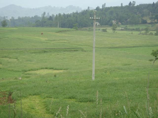 養(yǎng)牛、羊種植什么牧草好？種植如何利用？