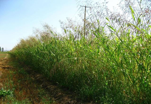 優(yōu)質的牧草——蘇丹草，怎么種植可以高產(chǎn)