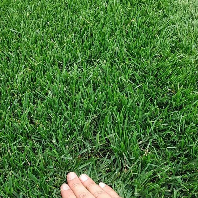 草坪綠化中的王者，護(hù)坡能力強大的的剪股穎草種