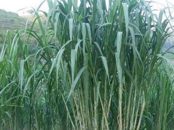 象草是一種高價值的飼料，種植栽培方法是什么
