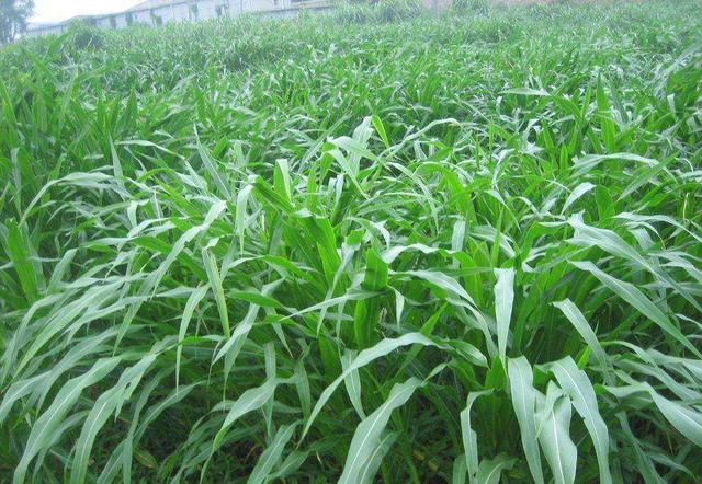 這么優(yōu)質(zhì)的高丹草牧草，怎么種植比較好？