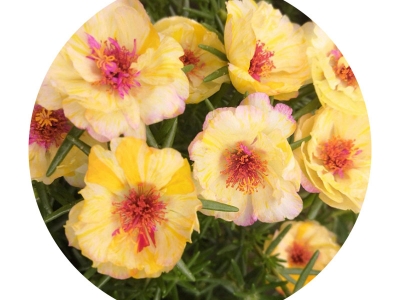 太陽(yáng)花種子