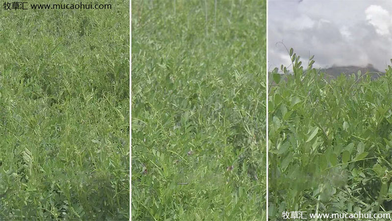 牧草綠肥箭筈豌豆開(kāi)花植株全株