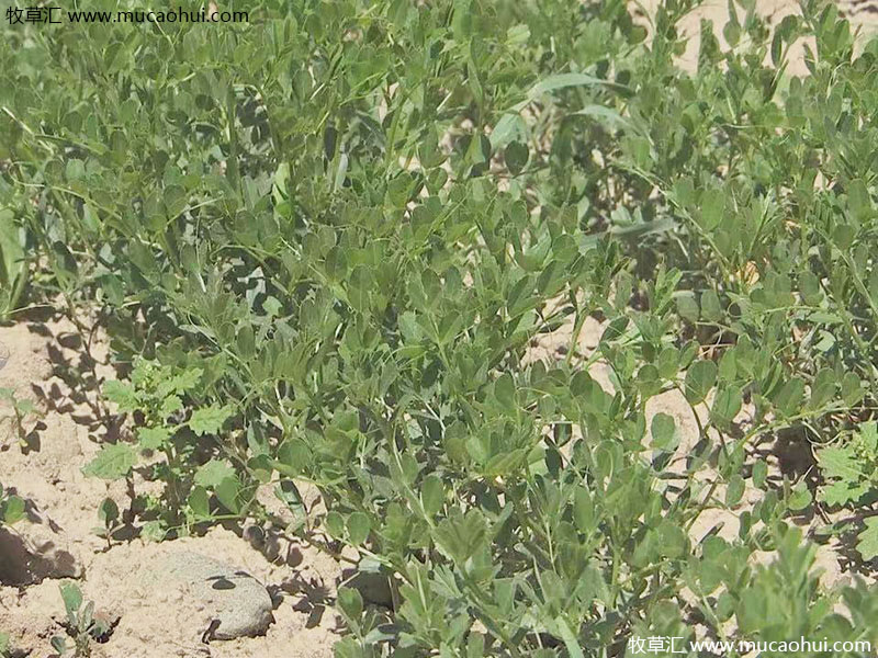 牧草綠肥箭筈豌豆開(kāi)花植株全株