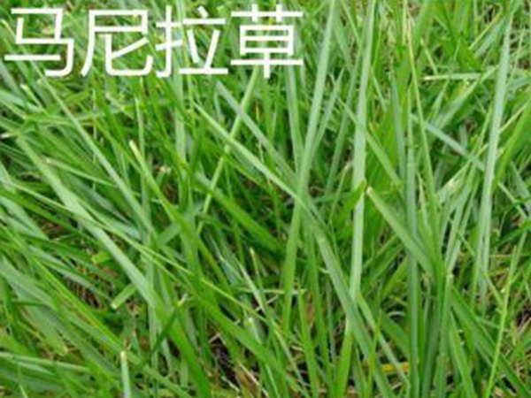 草坪常見(jiàn)品種——你知道的有幾種？
