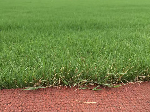 播撒草籽多少錢(qián)一平米