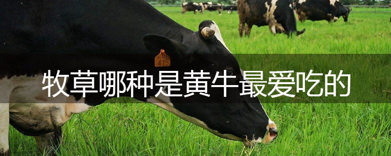牧草哪種是黃牛最愛(ài)吃的