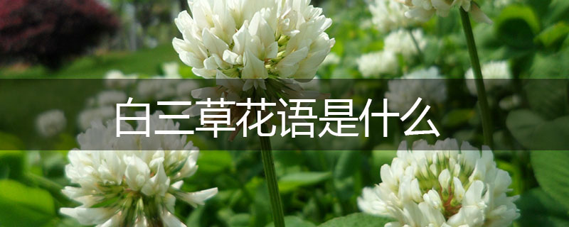 白三草花語是什么