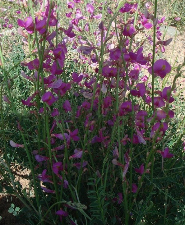 1627821303341254.jpg image.jpg