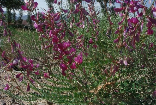 1627821312901606.jpg image.jpg