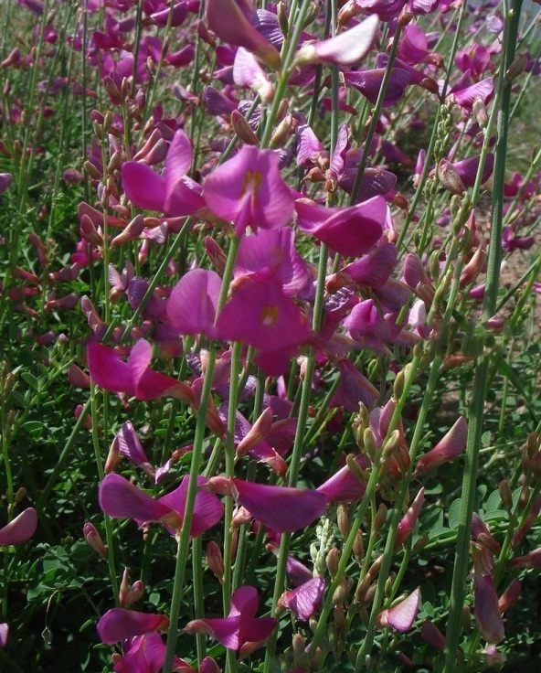 1627821323141777.jpg image.jpg