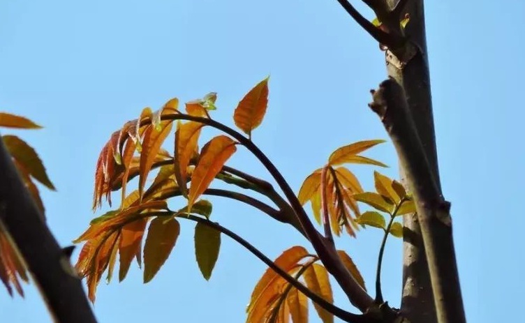 香椿樹(shù)1.jpg