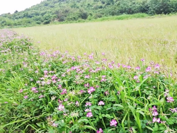 “草籽花”紫云英——滿(mǎn)滿(mǎn)的美好回憶